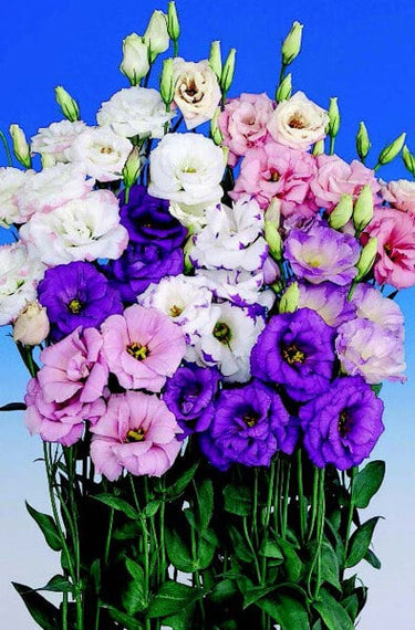 Echo Double Hybrid Mix Lisianthus Seeds